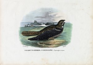 Europese Nachtzwaluw, 1863-79 door Raimundo Petraroja